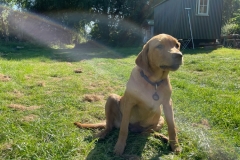 Sadie